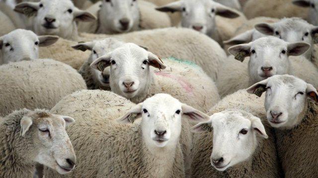 BBCWalesNews's tweet photo. ► Wifi sheep?
http://t.co/919x21aAaz
Why researchers in North Wales are planning to connect sheep to the internet http://t.co/Sdyzm9ikkZ