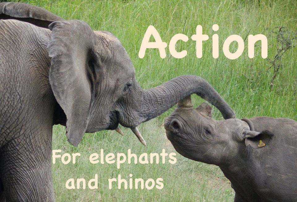 ProEnSp's tweet photo. PLEASE WRITE to stop ivory&rhino horn trade in Hawaii -> http://t.co/kcrXuwqF2v #savelephant #elephants #Rhinofans http://t.co/kKhVC5DqDJ