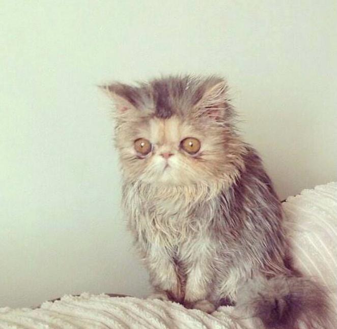 Опять проснулась не в париже опять. Кто то сегодня не проснулся. Когда проспал на работу картинки. Я проснулся мем. Опять утро картинки прикольные.