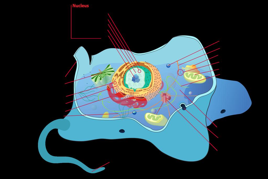 mountaincatking's tweet image. We humans are made of 100 Trillion #cells. Do you control your own destiny? #EatSleepMoveRepeat #eatclean #nutrition