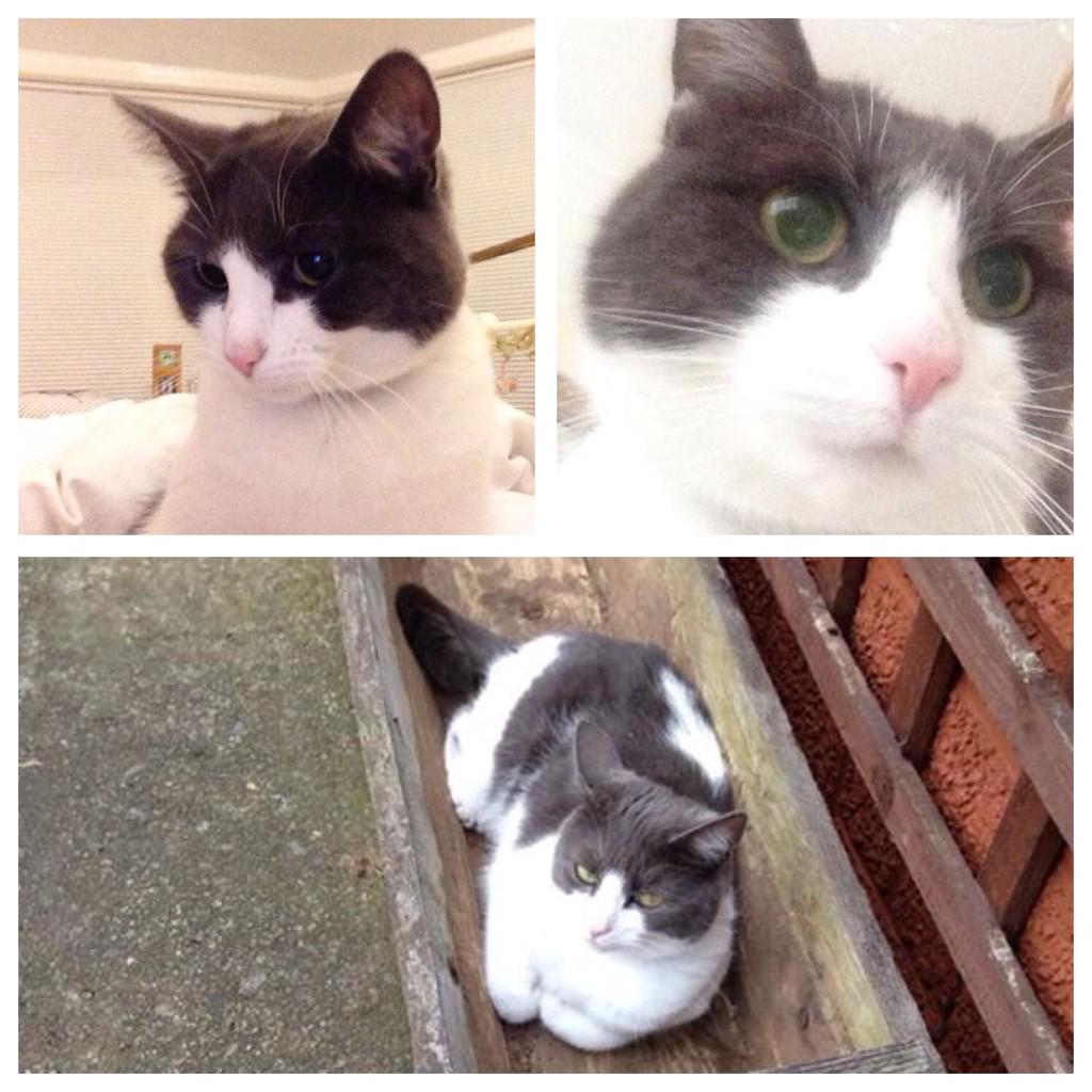 My cat is #missing in #Harrogate please look for her #cats #missingHarrogate #yorkshire #findmycat #missingcat
