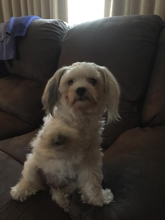 cooper123_j's tweet photo. My lucy loo #lovemydog http://t.co/BruQPcDdU3