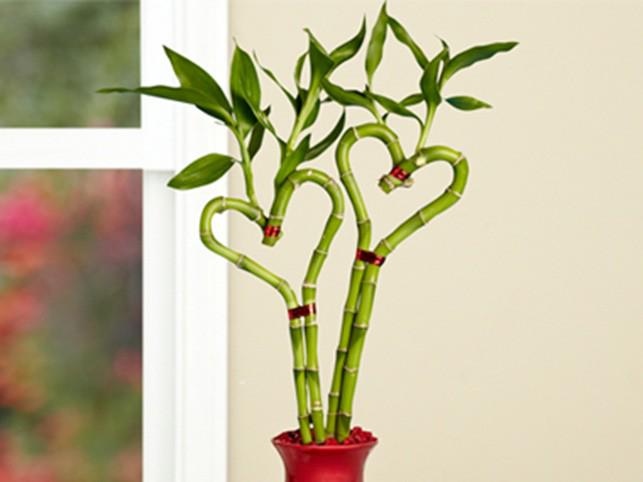 Liefde is... Samen dineren in Het Paradijs op Valentijnsdag! Reserveren kan via info@hetparadijs.com