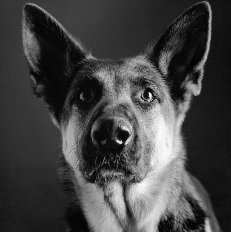 guardiacivil's tweet photo. Puedes decirle cualquier cosa a tu perro que él te mirara como si dijera: ¡DIOS MIO TIENES RAZÓN!

Adopta a un amigo http://t.co/dZsjWF24ei