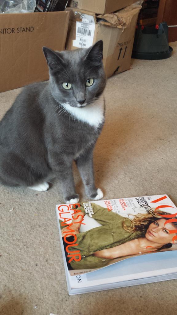 poppypurrington's tweet photo. Vogue http://t.co/vElslVMuDu