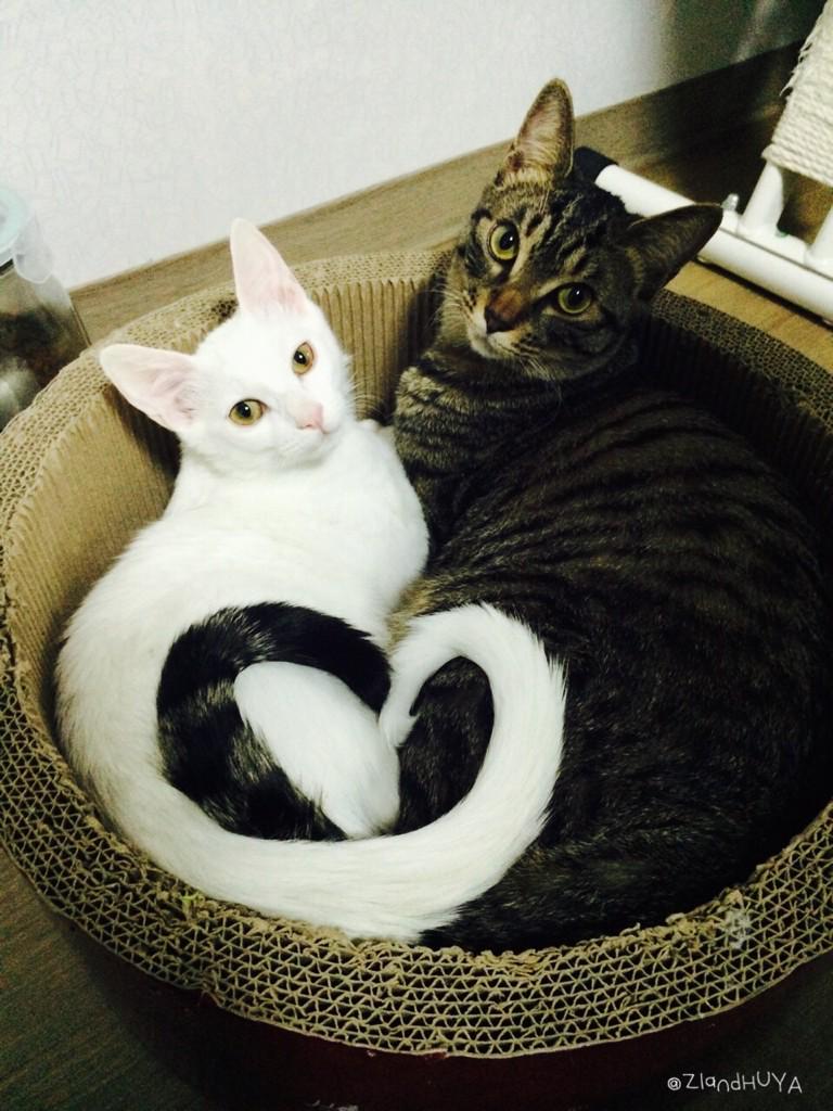 ZIandHUYA's tweet photo. 으아ㅠㅇㅠ💛💙💜💚💗💓💕💖💞💘💌💗💓💛💙💜💚💕💖💞💓💛💚💜❤️❤️❤️❤️❤️❤️❤️❤️❤️❤️❤️❤️❤️❤️ http://t.co/4mT5YAT5Pd