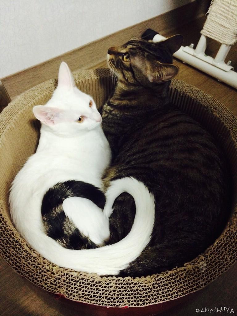 ZIandHUYA's tweet photo. 으아ㅠㅇㅠ💛💙💜💚💗💓💕💖💞💘💌💗💓💛💙💜💚💕💖💞💓💛💚💜❤️❤️❤️❤️❤️❤️❤️❤️❤️❤️❤️❤️❤️❤️ http://t.co/4mT5YAT5Pd