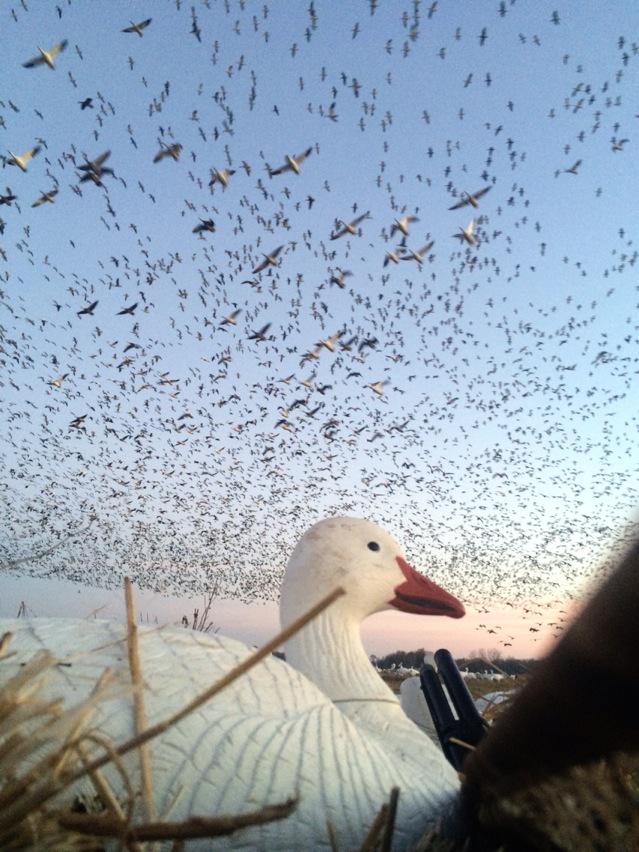 TonyVandemore's tweet photo. Uh oh!!!!!!  #makeapile http://t.co/lw1orIMk3A