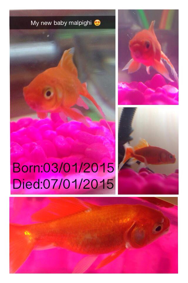 _Simzer_'s tweet image. We stayed 4 days together and i had beautiful times with you then you passed away and made me feel sad😭
RIP🙏 malpighi