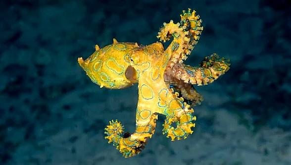 ядовитый синекольчатый осьминог. желтый осьминог. желтый осьминог. осьминог мультяшный. семиколъчетый осменок.