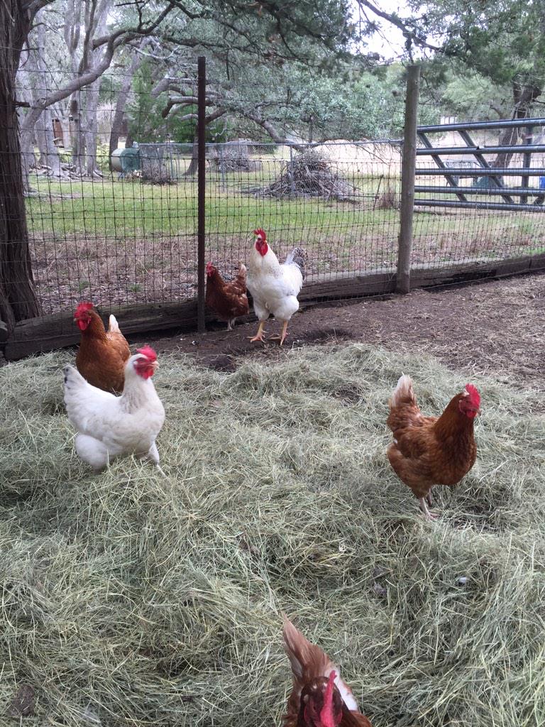 It's what's for dinner