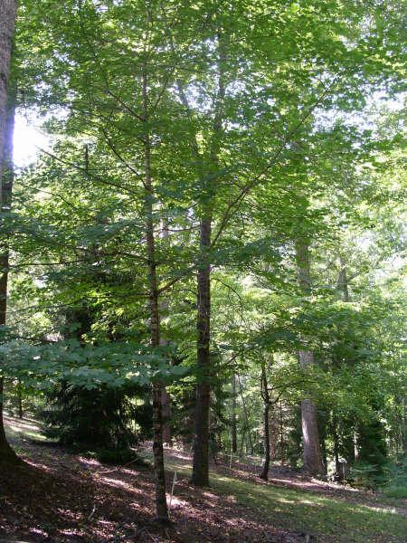 FREE Class TODAY - Nature Center Open House: Secrets of Trees Hanson Nature Learning <a href="/SCBotGarden/">SC Botanical Garden</a>