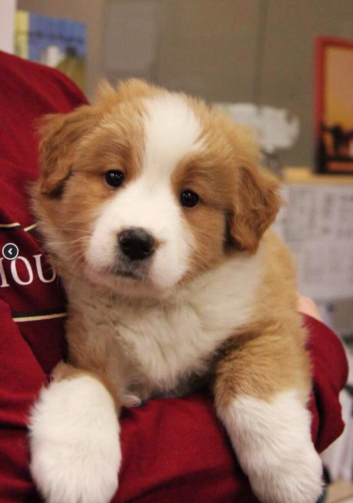 MuttPups's tweet photo. Australian Shepherd/Lab mix! #MixedMutts http://t.co/sYKavMJWDG