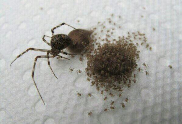 FlightAds's tweet photo. Retweet in 7 seconds or this will lay it's eggs in your bed 💯 http://t.co/Qu3yJzydYz