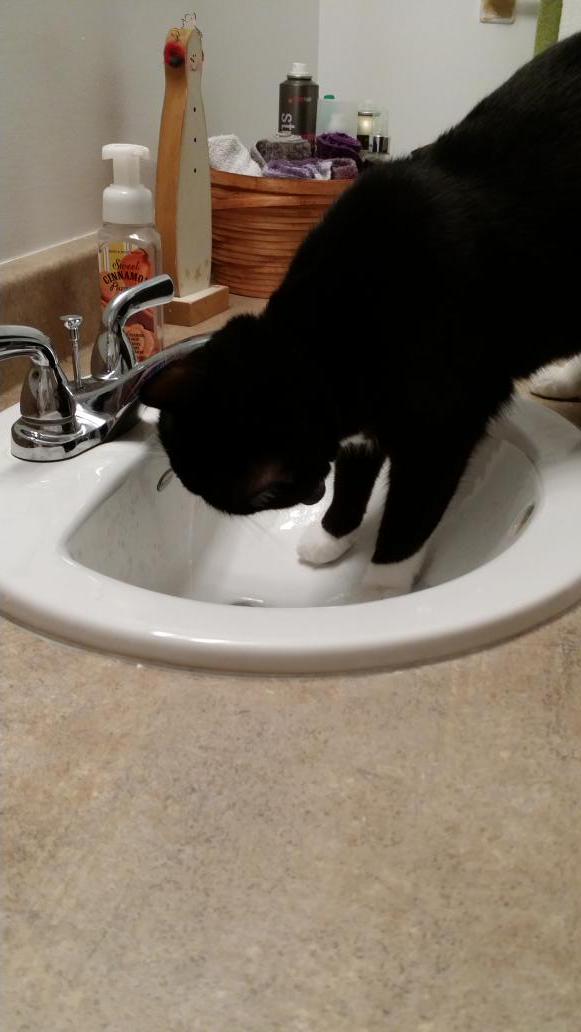 BarnCat13's tweet photo. Loves running water! #pickykitty ๐ฑ http://t.co/eLMLNE7VcK