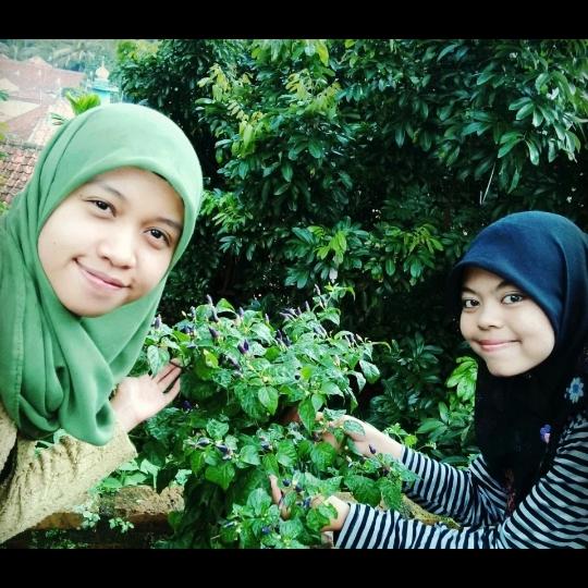 Mari berkebun cabe ungu _BowChil_ <a href="/bgrberkebun/">Bogor Berkebun</a> <a href="/IPBberkebun/">IPB Berkebun</a> <a href="/IDberkebun/">Indonesia Berkebun</a> <a href="/Hijaukudotcom/">Hijauku.com</a> <a href="/SpsIPB/">Sekolah Pascasarjana IPB</a> <a href="/ipbofficial/">IPB</a>