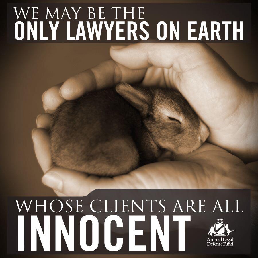 SpecialBunnyOrg's tweet photo. Sign up to help #animal heroes .@ALDF keep fighting for the innocent! http://t.co/0X2wqETteQ #rabbit #bunny #pet http://t.co/RXKl9HWQen