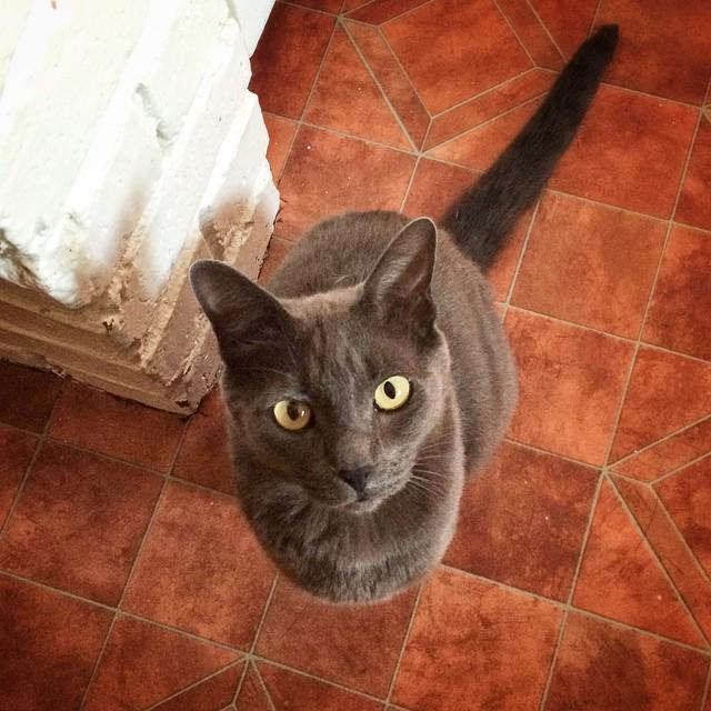 ilovemelville's tweet photo. Follow Smokey, the Melville Cat (http://t.co/dKU3hk9yLN), feline king of #MyMelville & owner of @2summers #FishNow! http://t.co/MRX3wyhNdk
