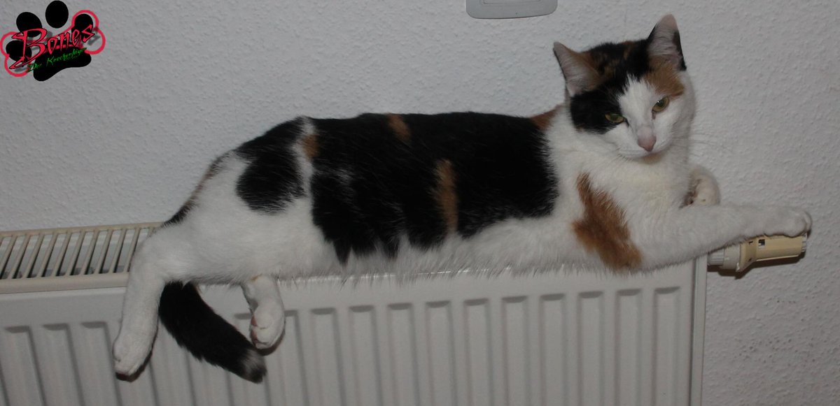 Ich bin schwer am Arbeiten und die Mietz lässt sich den Bauch warm brutzeln!!! #empört