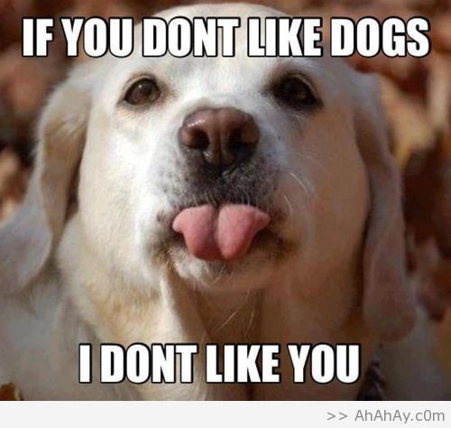 gsd_lovers's tweet photo. Training Your Dog to Listen to You http://t.co/W3akkA2MWL #dogs #pets #gsd http://t.co/BSBqrdg2OE