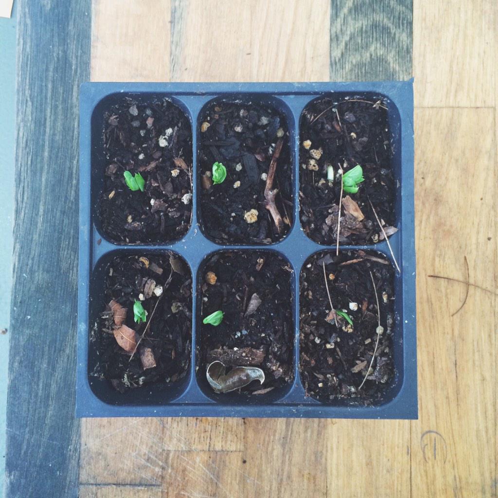 gardencatUSF's tweet photo. Starters. Can't wait to see how they finish. In the MF:MM plot. @USFSeedLibrary #mfmm15 http://t.co/VNDYQCfXzq