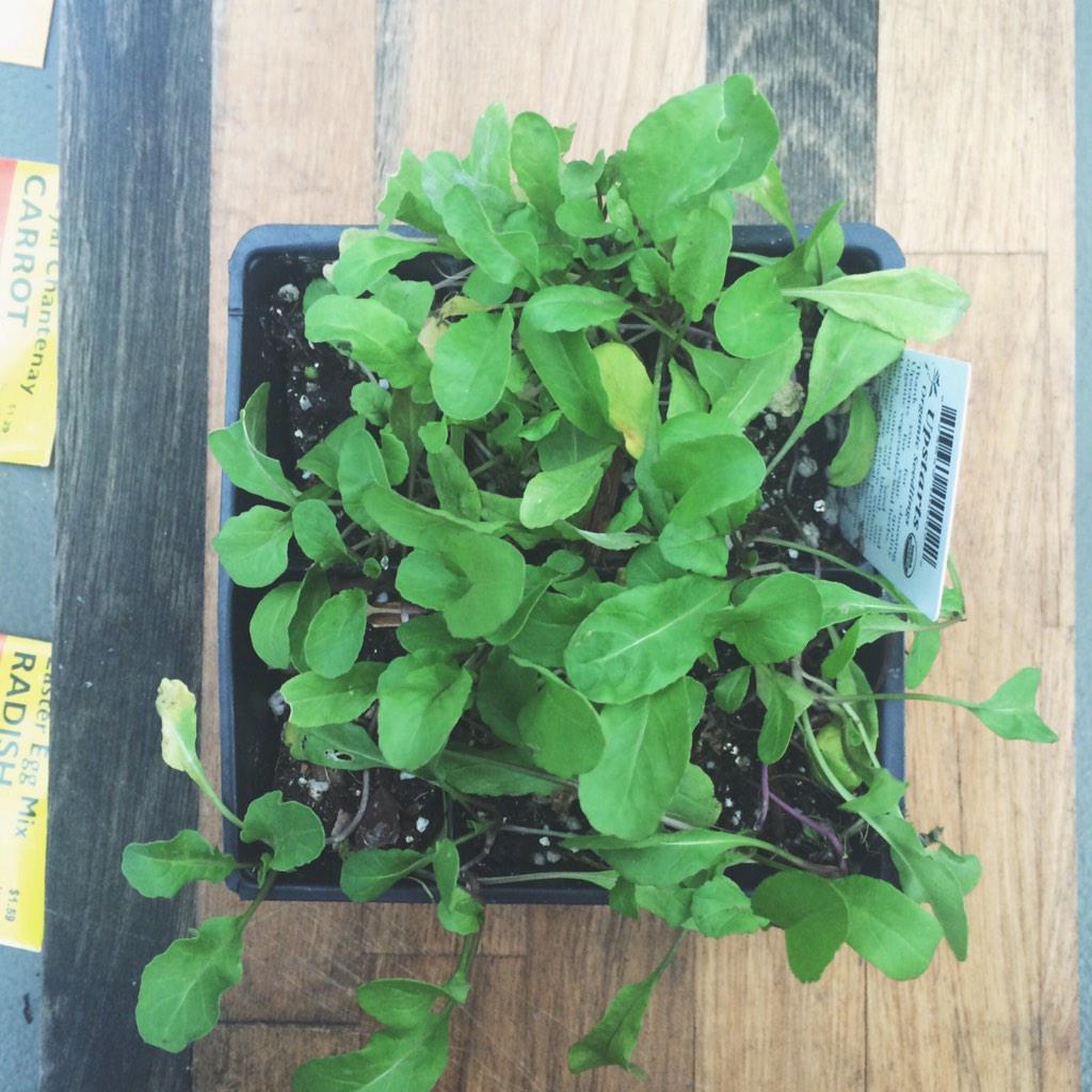 gardencatUSF's tweet photo. Starters. Can't wait to see how they finish. In the MF:MM plot. @USFSeedLibrary #mfmm15 http://t.co/VNDYQCfXzq
