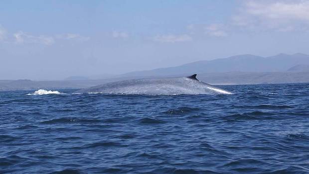 24HorasTVN's tweet image. Ballenas jorobadas se toman las costas del extremo sur de Chile  →bit.ly/1zZDpZ3