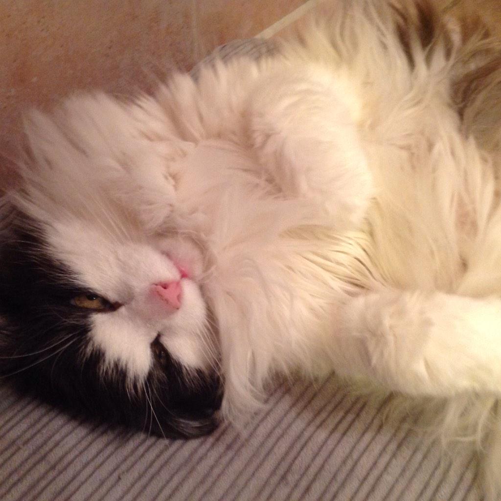 3ippi's tweet image. Yhuoooooooooo
19 years old today.... Slow, but almost fit as as a fiddle_^..^_