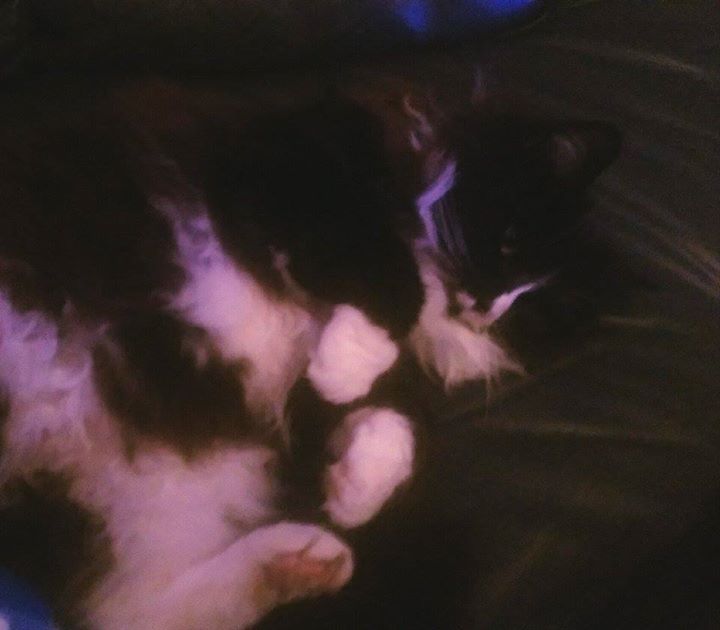 PizzleRizzle's tweet photo. @IngloriousCats I've rolled over so you can take as much as you like #fuzzbomb http://t.co/AcSa4wngMr