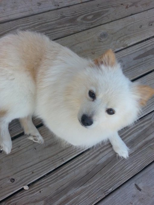 Newest family member! He's such a sweetie! http://t.co/qDTu73tMt5<a href="/tag/beautiful"class="tags"><span>#beautiful</span></a><a href="/tag/littleblackdress"class="tags"><span>#littleblackdress</span></a>