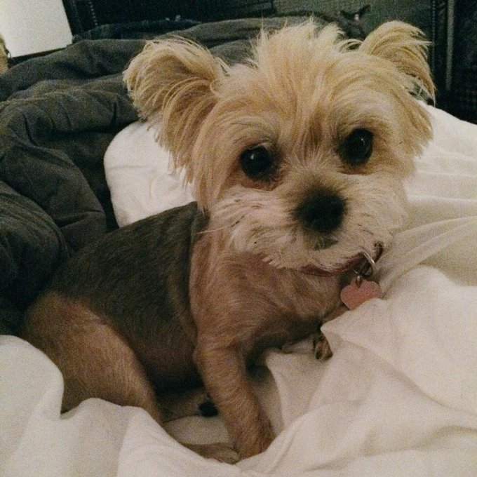 Cutest blonde ever! #shewokeuplikethis http://t.co/m8Wpv7lvQR<a href="/tag/shewokeuplikethis"class="tags">#shewokeuplikethis</a>