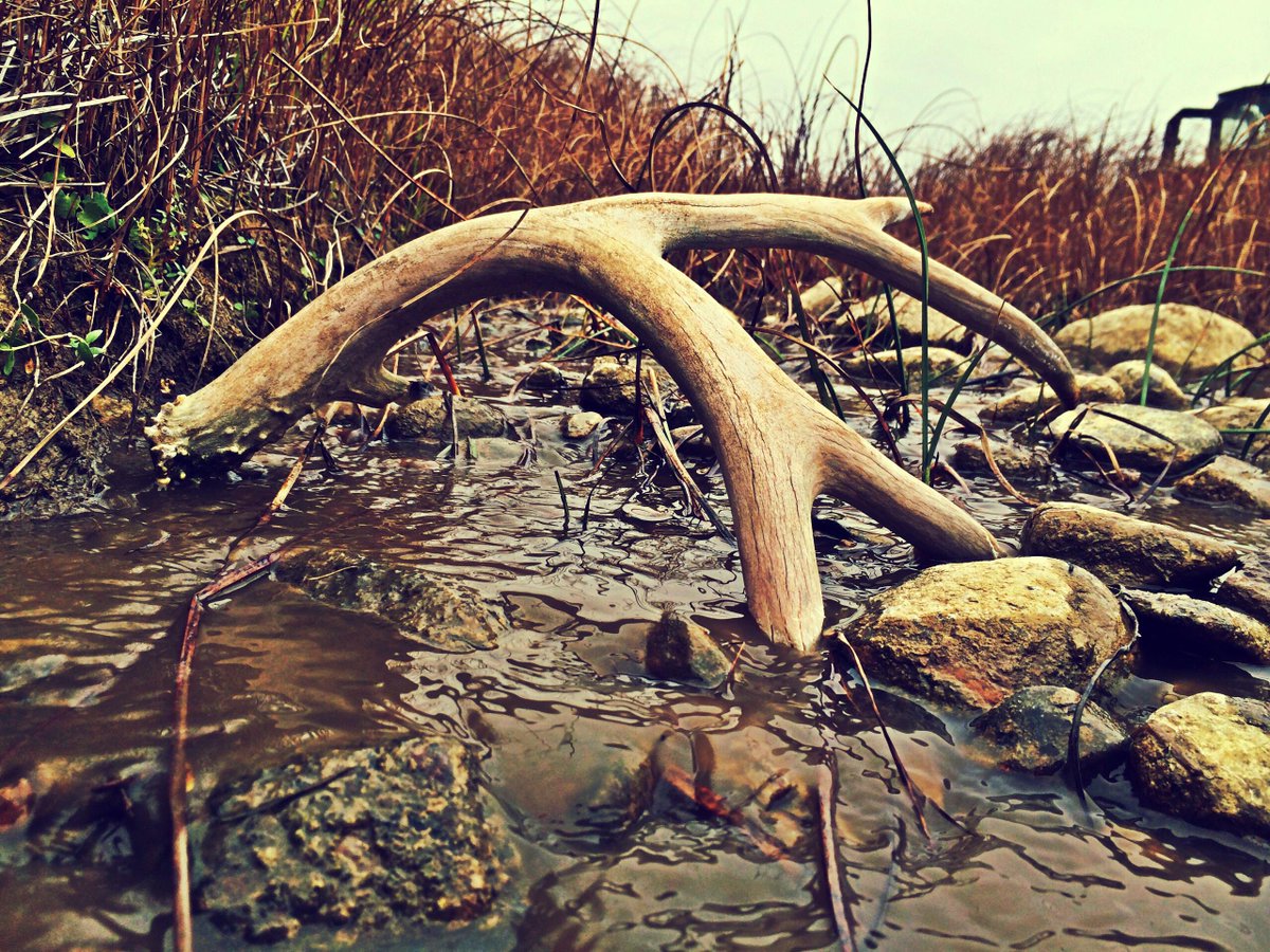 RT if you're excited to get out shed #hunting this spring? 

#PublicLands #KeepItPublic