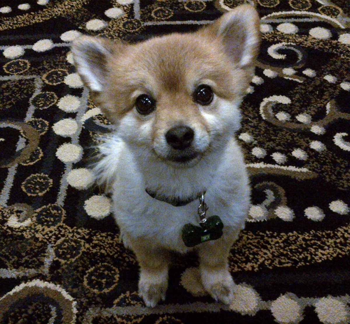 RobWild_TD's tweet photo. Cutest Veterinary professional ever? Met her working a booth at CenCan Vet Conference #Cencan #cutedog http://t.co/UWvGL2GPYG