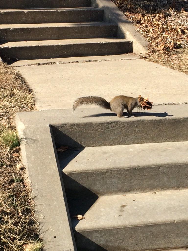 KU_Squirrels's tweet photo. Just gathering some material for some baby squirrels. Coming soon Spring 2015 http://t.co/iiZUdR7biA