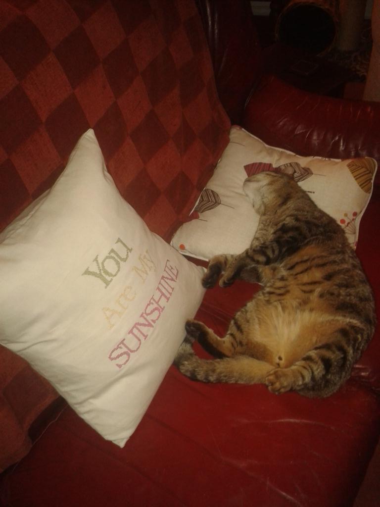 Rookery Meadow cat Claude thinks it's time for bed after a busy day 'helping' with the website...