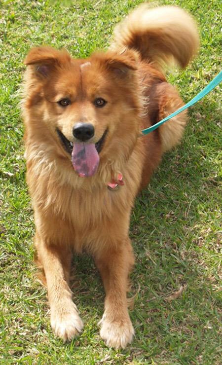 Chow chow cheap spaniel mix