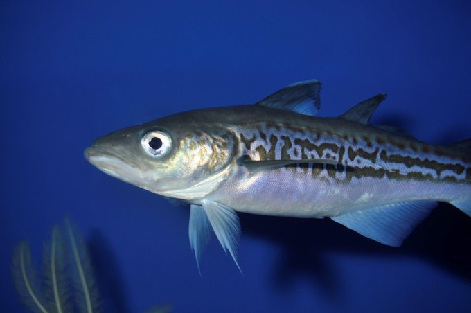魚のフライおすすめレシピまとめ 魚の種類やソースを変えてアレンジ お食事ウェブマガジン グルメノート