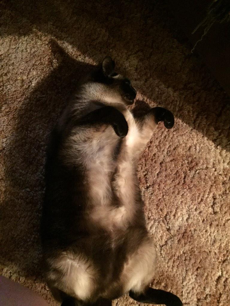 Lara_Meloni's tweet image. #catnipaddict #stoned #entertainment