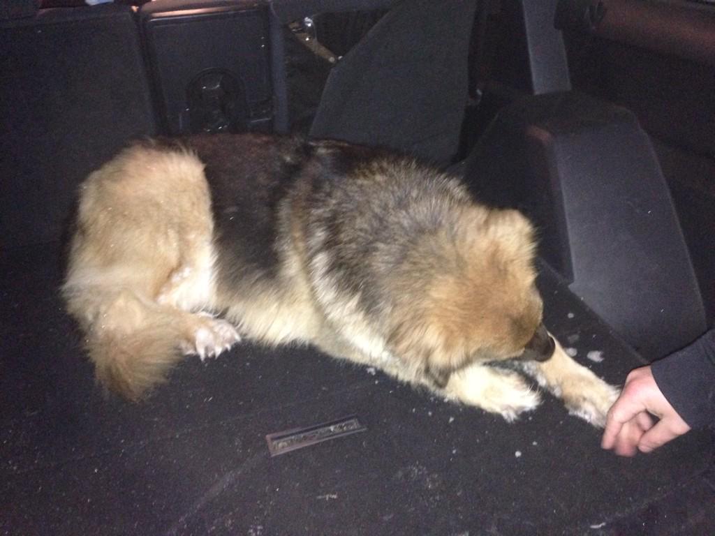 GregHeika41's tweet photo. Just found this dog on highway 7, if anyone knows anything about him let me know #lostpuppy http://t.co/ZJe3ypdhwS