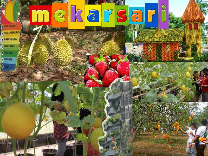 melaniecute90's tweet image. menikmati buah segar plus metik sendiri di Taman Buah Mekarsari #Bogor tinyurl.com/odetjye