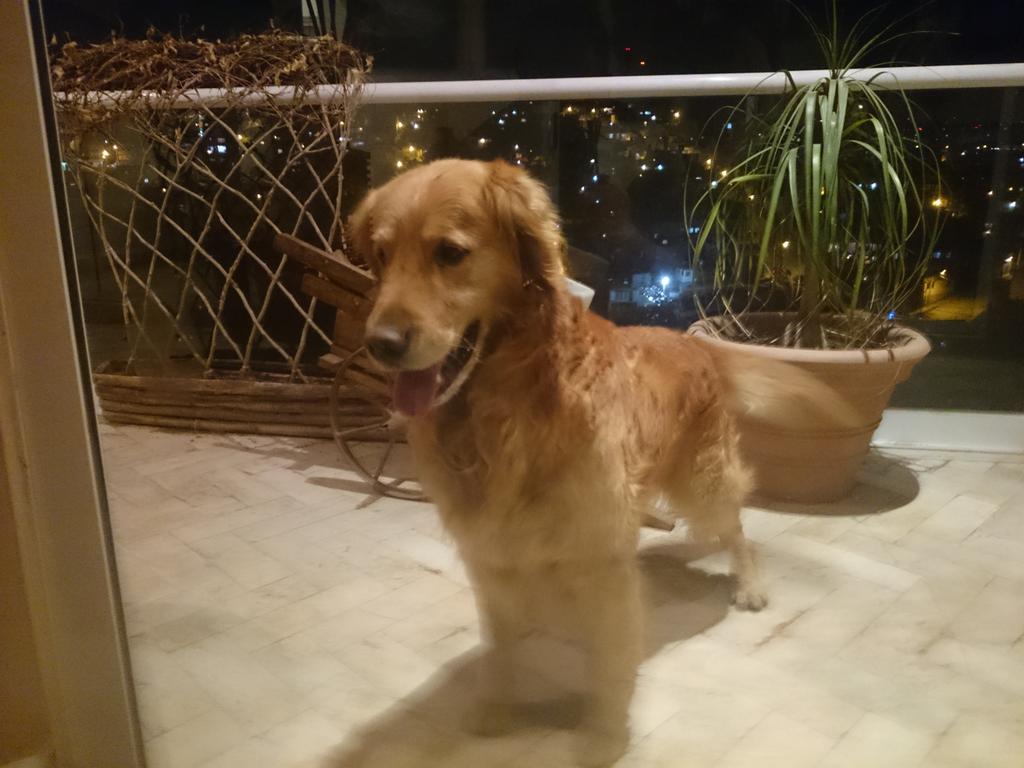 Guillermo Jackson (@jax_on) on Twitter photo Encontramos perro golden perdido en las Lomas <a href="/Vecinodeteca/">Vecinos Huixquilucan</a> @RUNBO_DF <a href="/YoVivoenBosques/">Bosques de las Lomas</a> <a href="/InstitutoPerro/">Instituto Perro</a> porfa rt Encontramos perro golden perdido en las Lomas <a href="/Vecinodeteca/">Vecinos Huixquilucan</a> @RUNBO_DF <a href="/YoVivoenBosques/">Bosques de las Lomas</a> <a href="/InstitutoPerro/">Instituto Perro</a> porfa rt