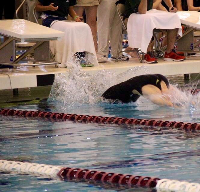 hensoemi's tweet photo. 💙Proud to represent Oak Ridge❤️ #orhsswim http://t.co/Ms7yul1mWM