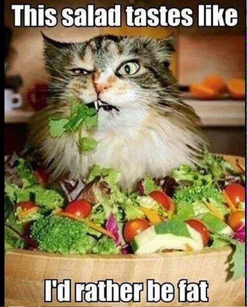 jamalynx's tweet photo. This happens when mum tried to feed me rabbit food 🙈 Salmon &amp; tuna sashimi pls. #imacatnotarabbit http://t.co/PBUs21sLbn