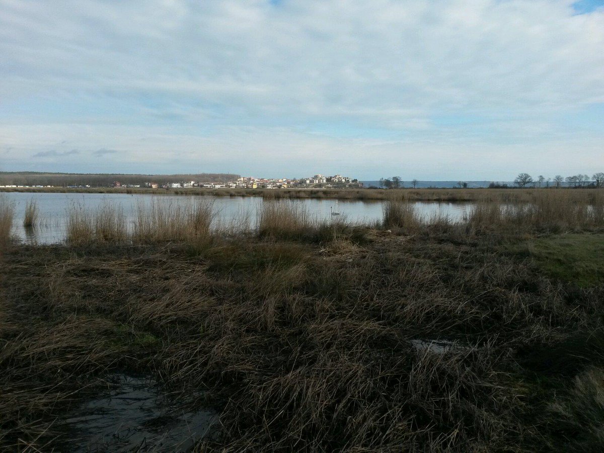 sureyyaisf's tweet image. Kuğulari da seviyoruz :) #igneada #MertGolu #kugu @MagmaDergisi