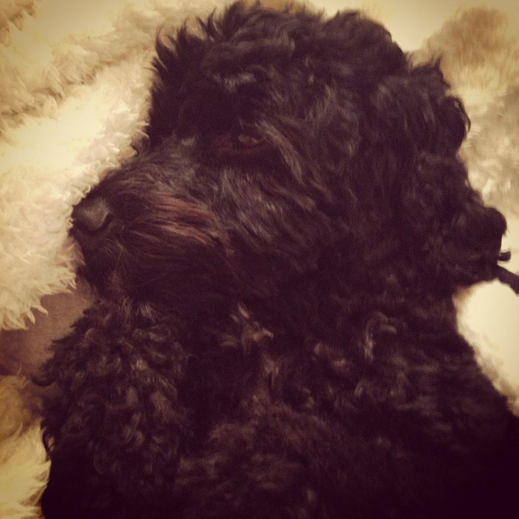 Bella_Cockapoo's tweet image. Lazy Sunday's x
