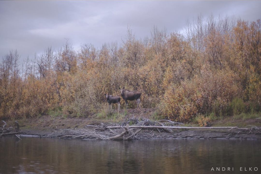 AndriElko's tweet photo. Fall time, drifting the Unalakleet River. Mom and baby moose. :) http://t.co/yvt3X3yBzP