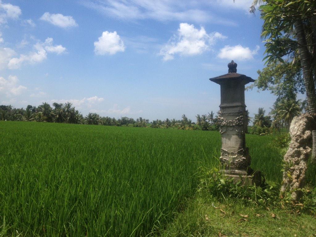 BaleBengong's tweet photo. sang penunggu di persawahan #nyambu tabanan. #melali http://t.co/L1sLnPzO0h