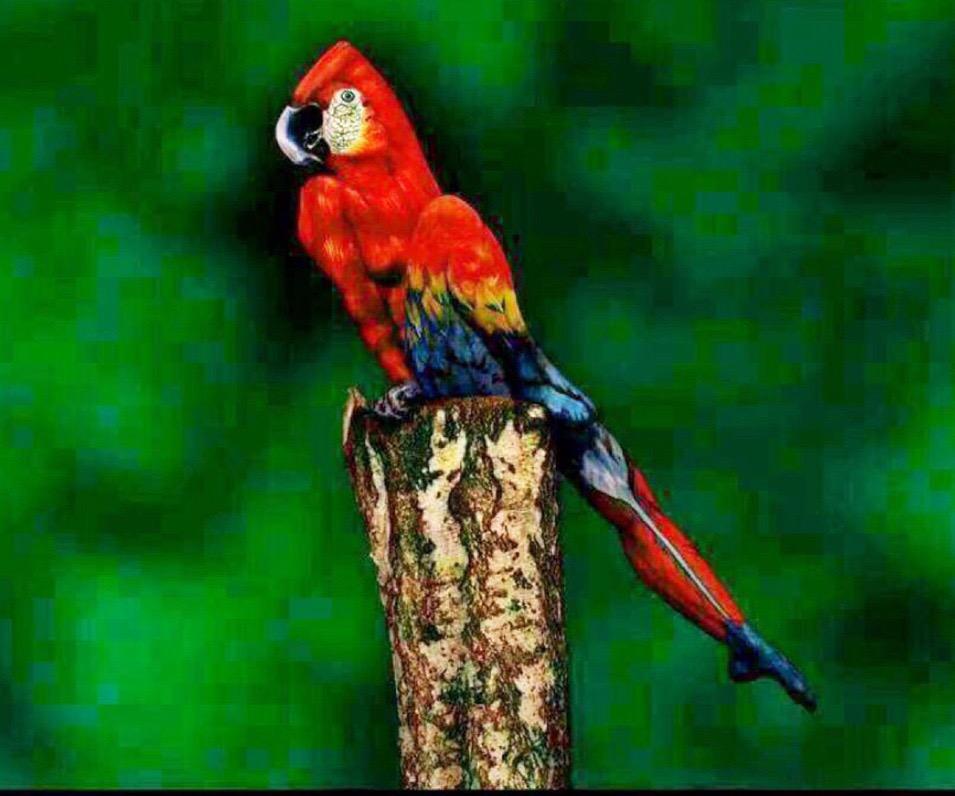 Ini bukan burung, tp perempuan dicat.....zoom kalau gak percaya