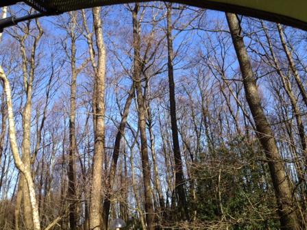DeniseDeering's tweet photo. Best medicine every! Blue sky's fresh air trees birds singing away and time with Phil 😃x #NewForest #CaravanBreak http://t.co/5yeiwZJQvG