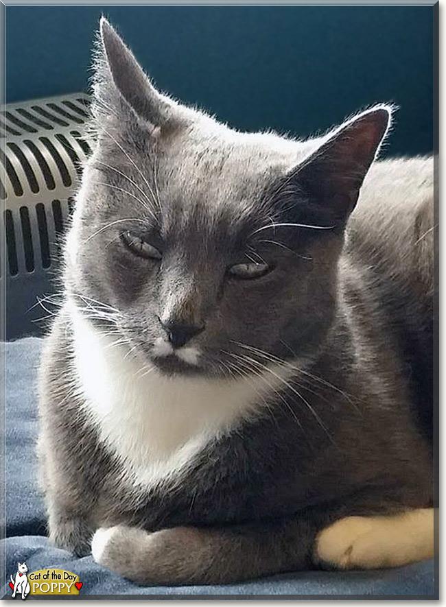 catoftheday's tweet photo. Sunday's Cat of the Day is #cute Poppy, #survivor #tuxedo cat-read her tale
http://t.co/QraV7s5g3h
#catoftheday #cats http://t.co/3rlg29DOuM